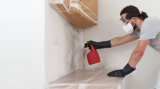 Professional Attic Mold Removal technician working in Quincy, FL