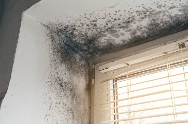 Affordable Attic Mold Removal solutions in Quincy, FL