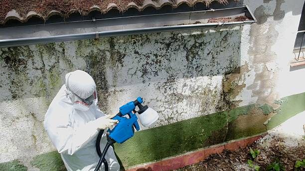 Top rated local Attic Mold Removal specialists in Quincy, FL